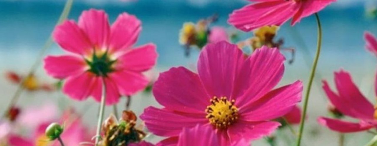 Boże Ciało w górskim klimacie