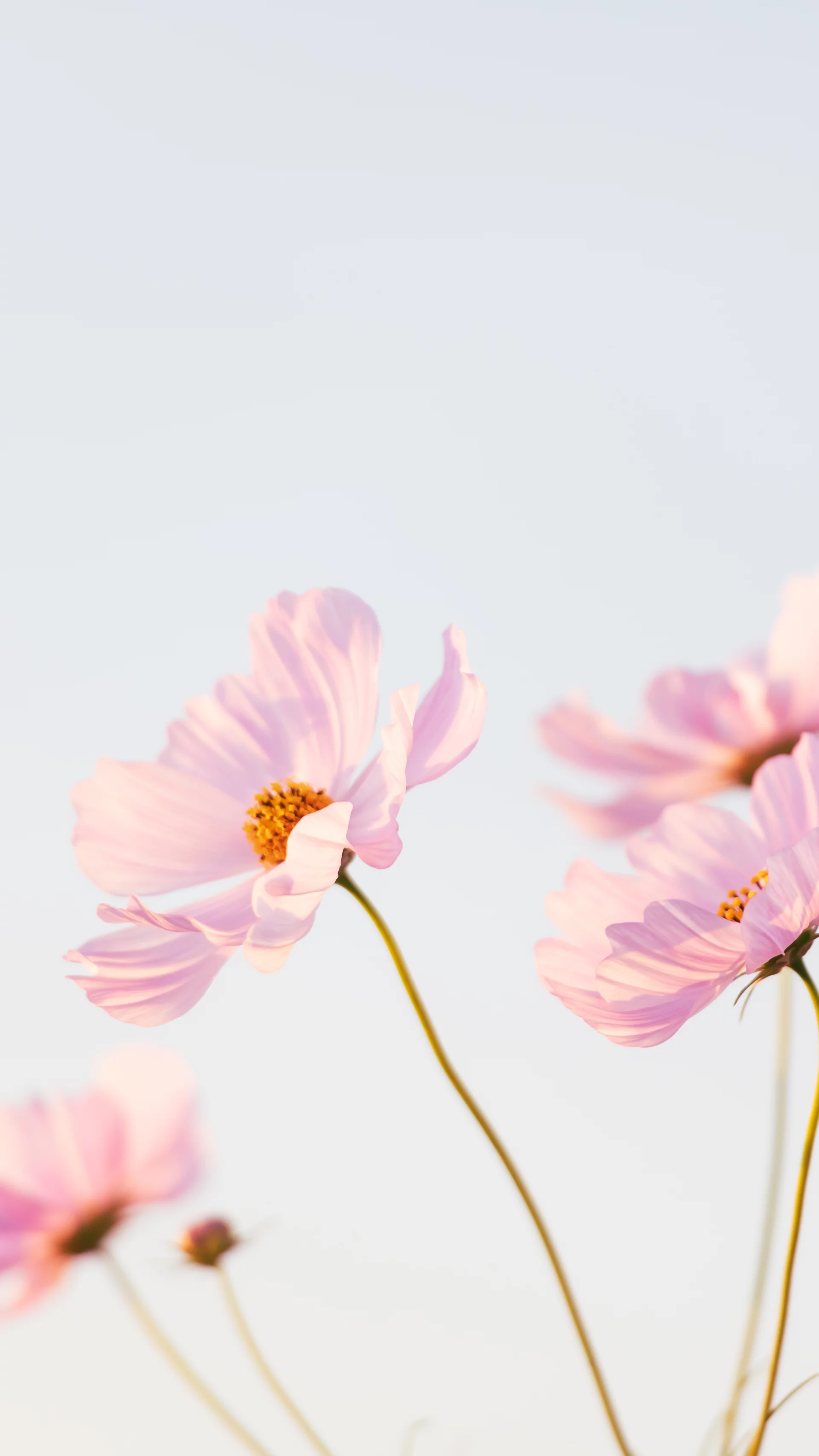 Boże Ciało w górskim klimacie